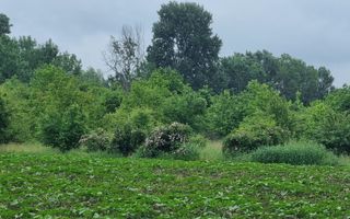 Teren Intravilan 615mp-Deschidere Generoasa ,Pozitie Excelenta - Poză 3