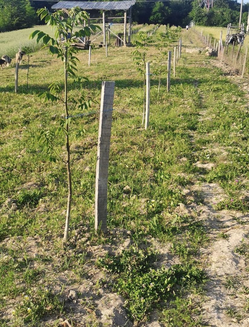 Teren cu o priveliste superba langa padure - Poză 8