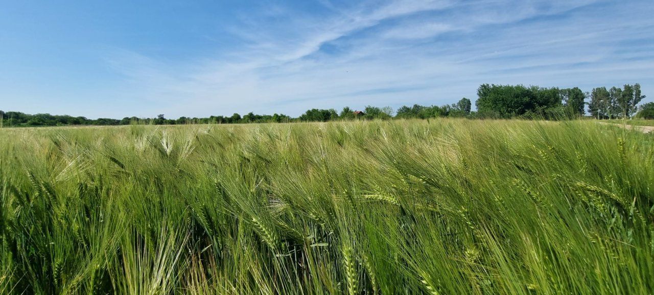 Ferma de Cultura Mare 1100 HA - Poză 12