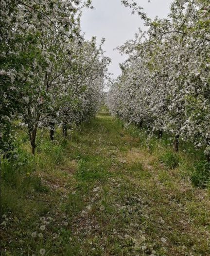 De Vânzare Casă Valea Vinului - Poză 15