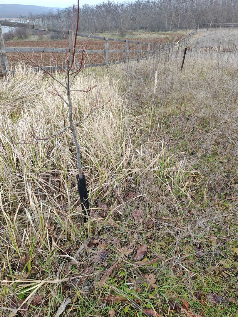 Teren (livada) destinatii multiple, imprejmuit, zona super - Poză 7