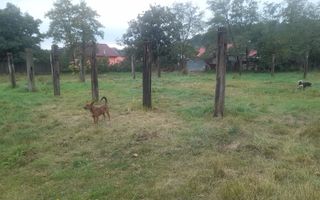 TEREN EXTRAVILAN 7.600 mp, VASLUI - zona REDIU; - Poză 5