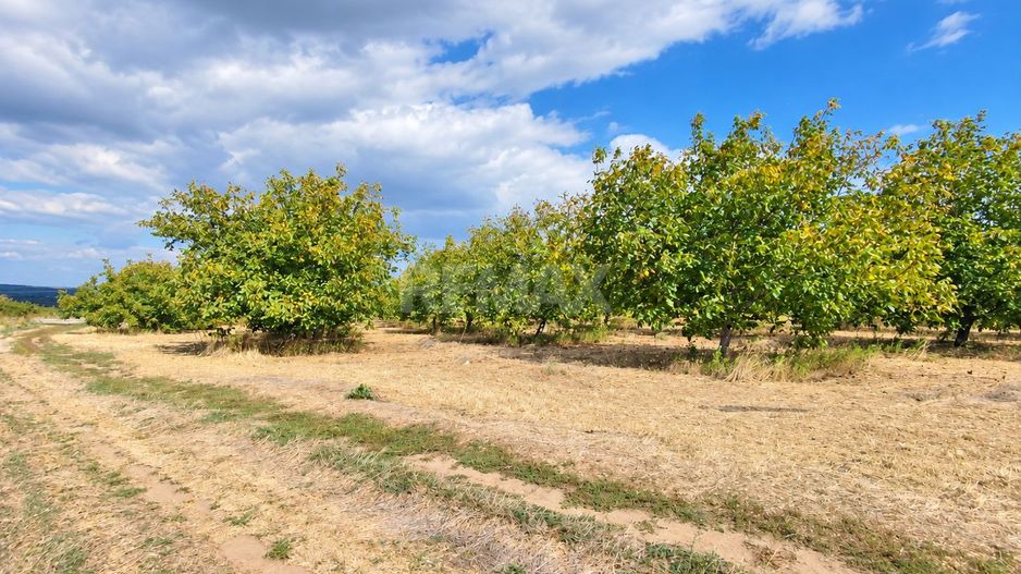 LIVADĂ DE NUCI – 24,5 HA | ȚÎNȚĂRENI, ANENII NOI - Poză 10