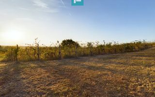 Pivnițele Birăuaș D.O.C Miniș - RATE FĂRĂ DOBÂNDĂ - Poză 32