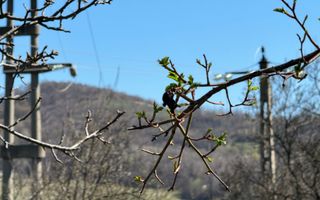 TEREN INTRAVILAN 2800MP CAMPULUNG ZONA PESCAREASA - Poză 1