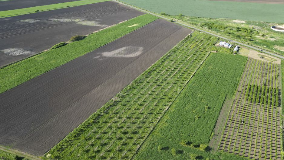 Livadă de nuci și pruni 2.4ha în Variașu Mare - Poză 21