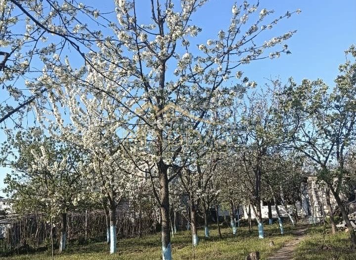 Vila 9 camere***gradina cu pomi fructiferi//1085 mp teren***Dragomiresti-Deal - Poză 4