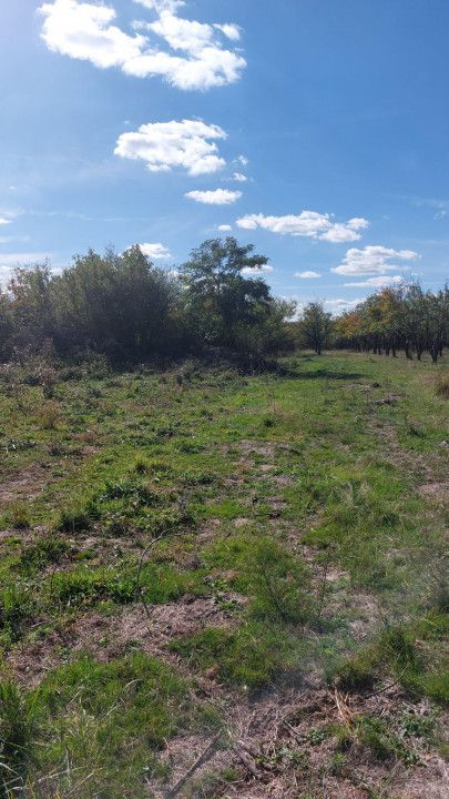 Teren de vanzare Smeura strada Prunilor - Poză 3