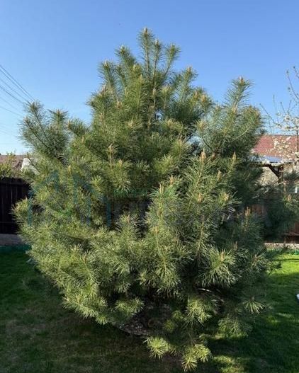 Casă individuală, Lunca Cetătuii, Iași - 195.000 EUR - Poză 15