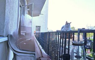 Apartament Plevnei / Orhideea