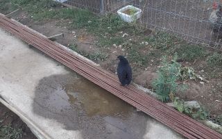 Teren extravilan de vânzare | Sud, Sibiu | 2.200 mp | 3 fântâni - Poză 5