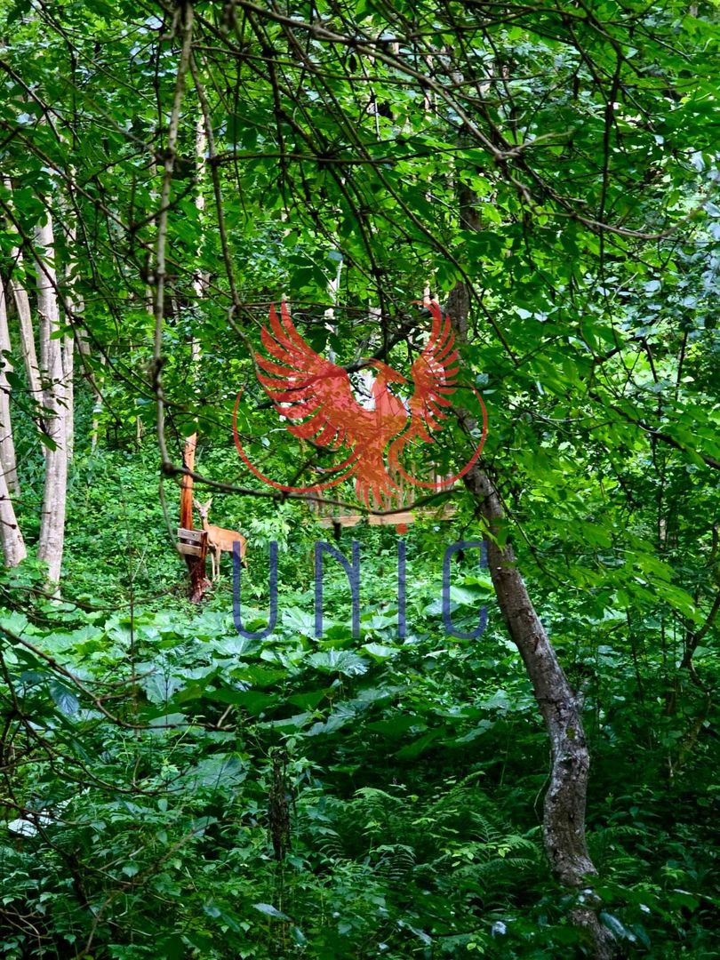 18000 mp de natura pura ,Lupeni, langa Straja - Poză 2