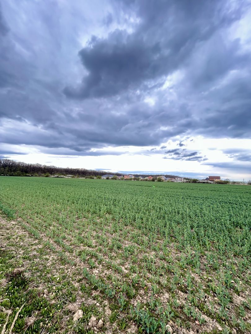 Teren premium 4000 mp – Cartier Grigorescu - Poză 1