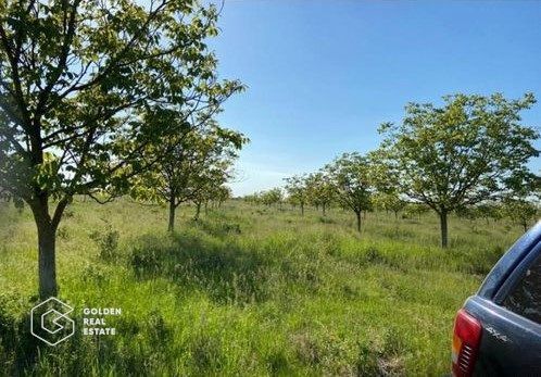 Teren extravilan Bazosul Nou, 500 000 mp - Poză 4