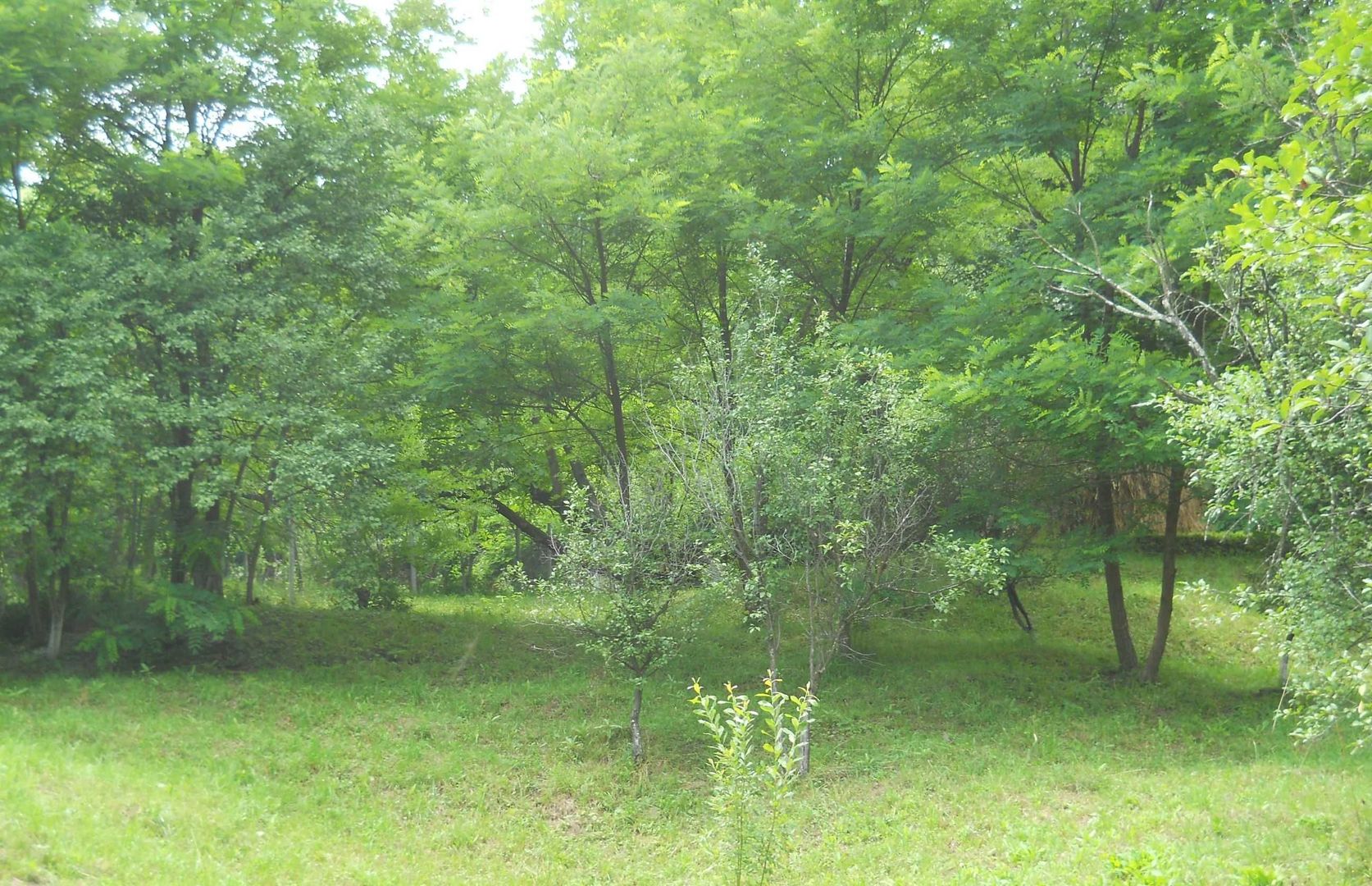 Teren Breaza de Jos, Prahova, Podu Vadului, 3750 mp (posibilitate si de 6000 mp) - Poză 2