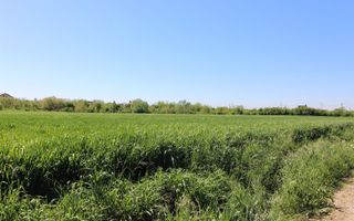 Teren 32000 mp Racari deschidere 82 mp - Poză 9