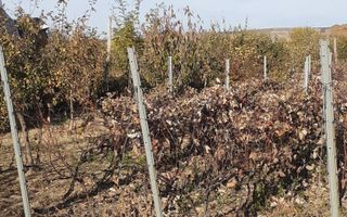 Casa Bradesti, teren 1239 mp - 29 995 Euro - Poză 5