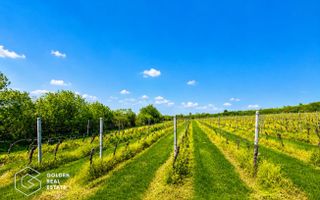 1,35 hectare vie pe rod (Cabernet si Merlot), Siria - Poză 1