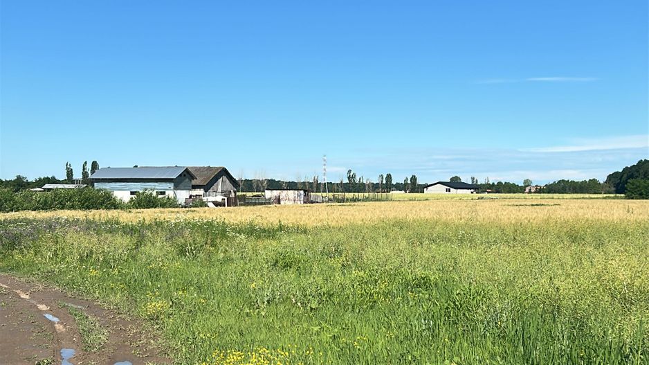 Vanzare Teren Intravilan Padure Izvorani (prin) Strada Florilor - Poză 3