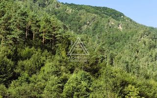 240 Hectare Pădure Valea Oltului Resurse Naturale Potențial Turistic - Poză 1