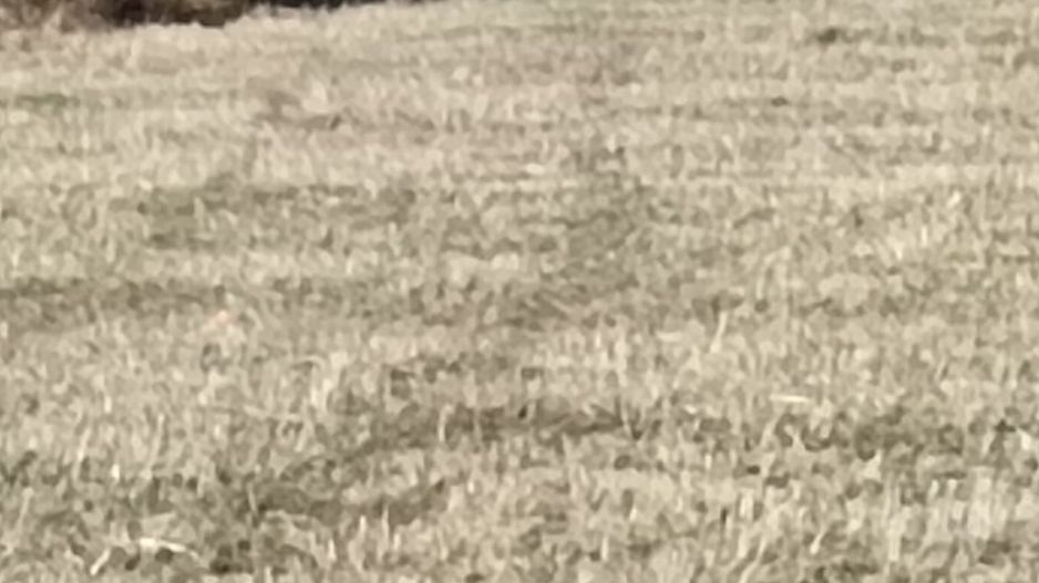 Teren langa Padure Dragomirna 40 Ari ISuceava/Dragomirna I 65.000Euro - Poză 4