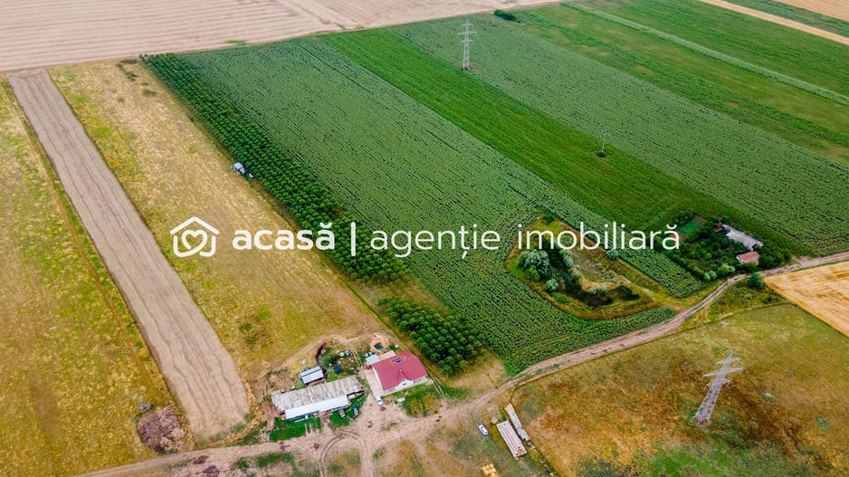 Teren cu plantație de arbori Paulownia, 1.25 ha - Poză 5