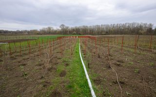 CASA DE VANZARE|  2087 MP TEREN| COMUNA FARTATESTI| - Poză 12