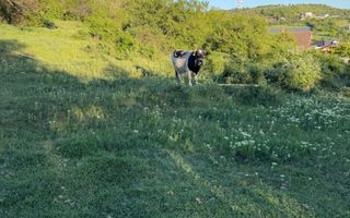 ⭐  Teren de 2.700 mp cu front generos – Ocazie în Oncea - Poză 6