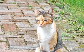 Apartament cu gradina, incalzire pardoseala. ZONA CONSULATELOR! - Poză 55