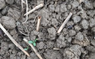 Teren intravilan de vanzare in Comuna Horlesti, 4000 mp, cu utilitati - Poză 1