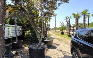 Teren intravilan de vanzare Biharia-Bihor - Poză 3