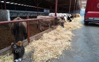 Vânzare, spațiu industrial, Raionul Glodeni, Satul Hîjdieni - Poză 2