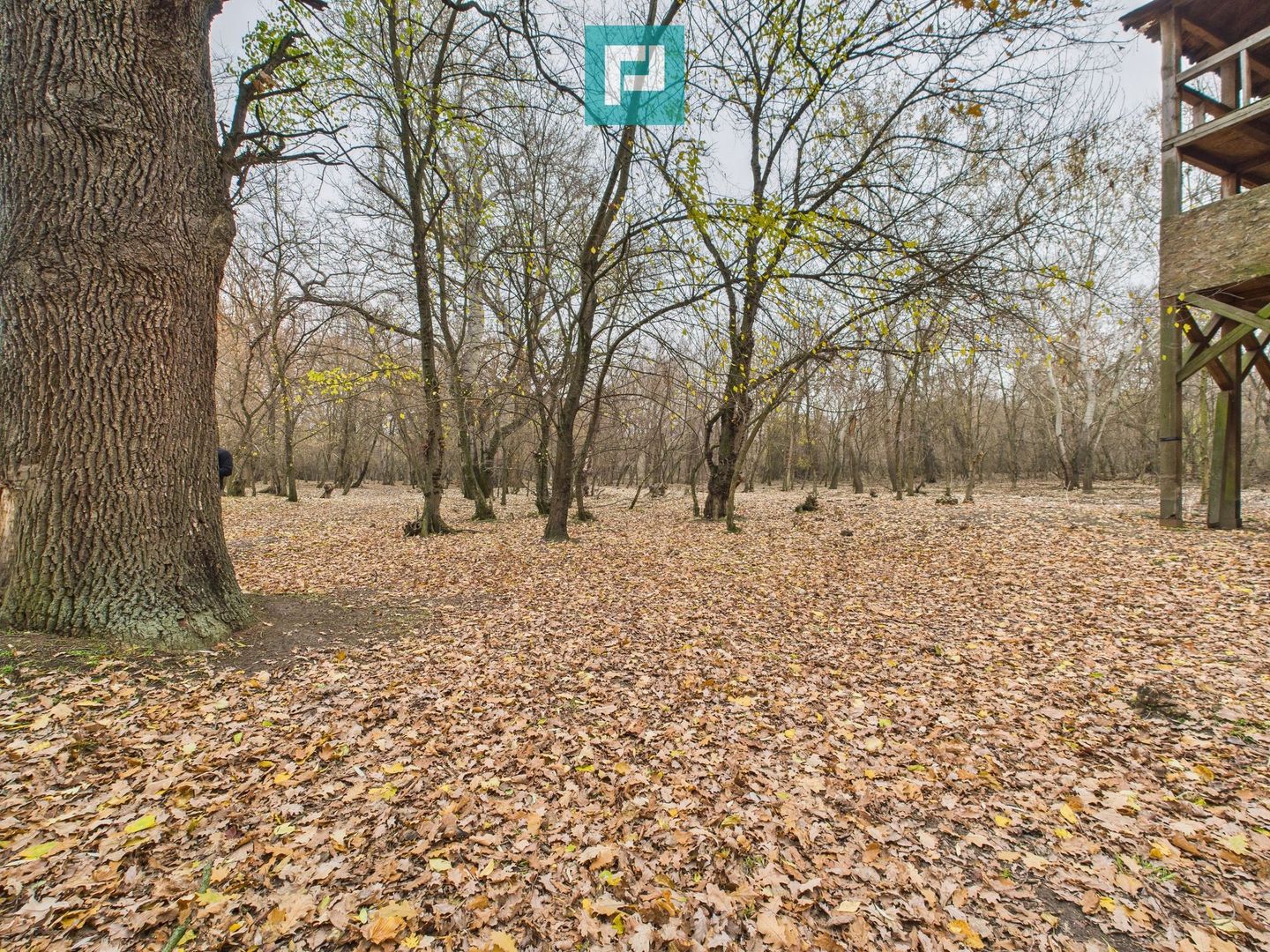 Teren spectaculos la  Periam Port - Poză 2