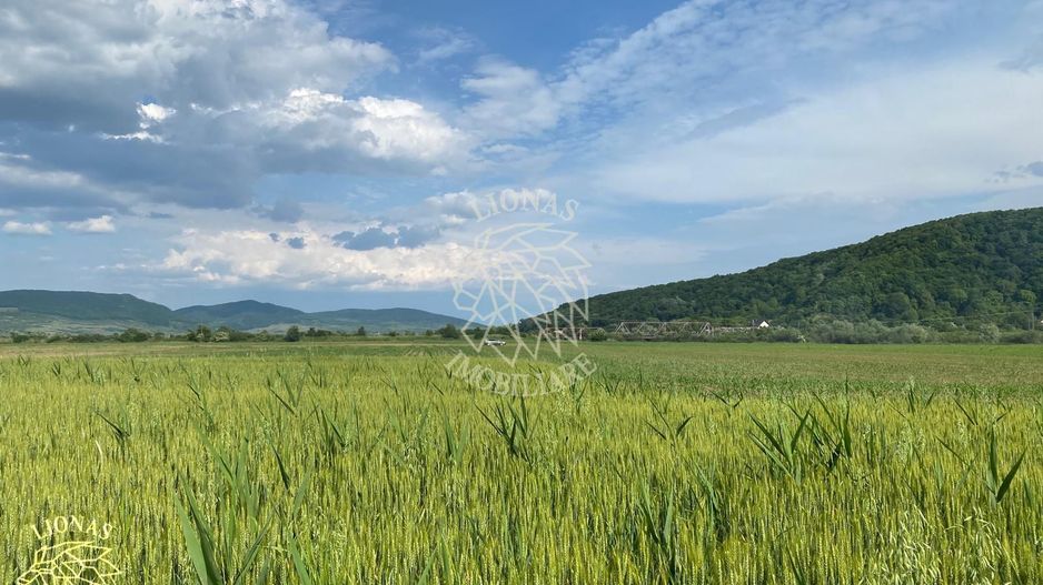 Teren -4.300 mp - Arabil - Chintelnic - Poză 1