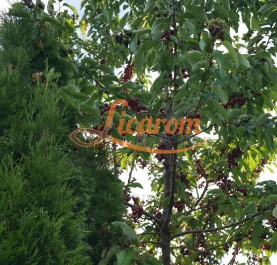 Vila Stupini pentru diverse activitati(gradinita after school),sau locuit - Poză 17