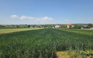 TEREN EXTRAVILAN | MITOCU DRAGOMIRNEI | 2.600 Mp - Poză 6