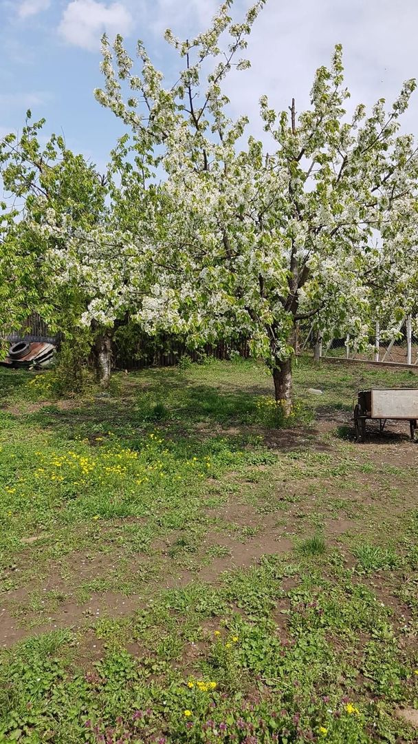 Teren 2.600 mp, utilități, Str. Merișor – Giurgiu - Poză 12