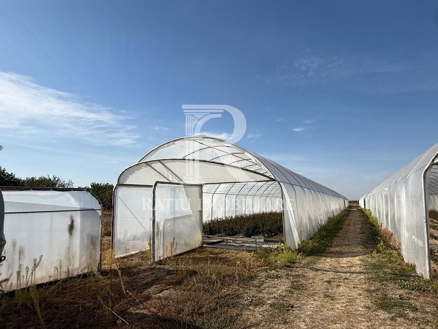 Teren intravilan agricol | 7029 mp | Satu Nou | Bihor - Poză 13