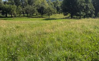 Teren Sohodol 5000 mp - Poză 4