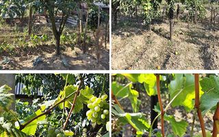 Casa la tara in Sacadat, Bihor, teren 2826 mp, acces auto - Vanzare - Poză 19