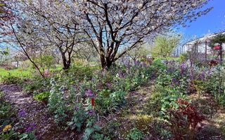 COMISION 0% - TEREN INTRAVILAN + CASA - LA 1,4 KM DE SOS. NICOLINA - Poză 2