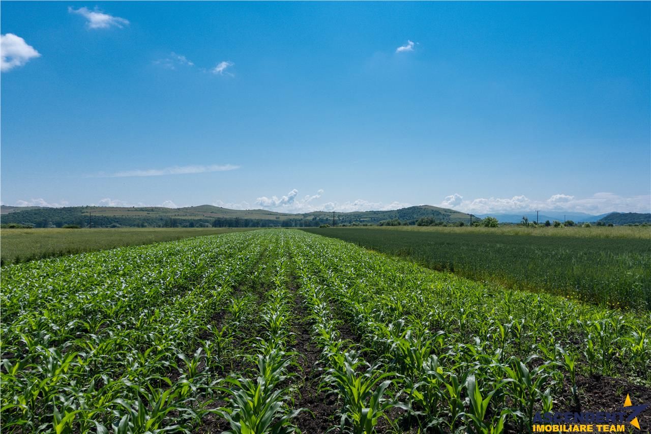 5.000 mp, teren extravilan, conditii apreciabile, Bod, Brasov - Poză 7