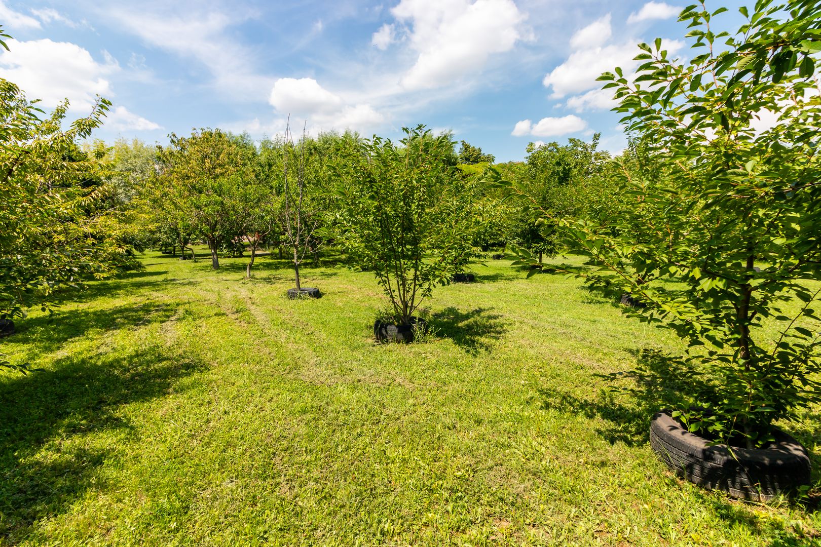 Casă de vânzare | PIPERA/ Teren 3300mp - Poză 4