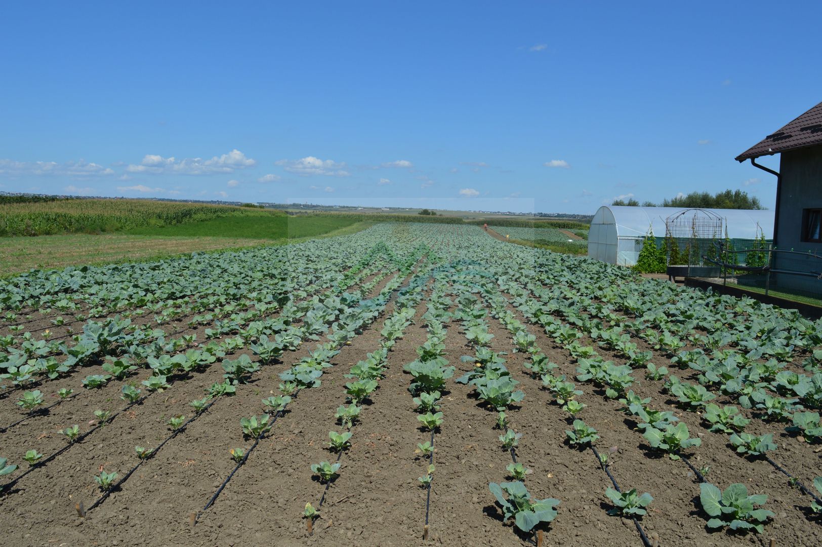 Casă de vânzare Prelipca/Suceava - Poză 24