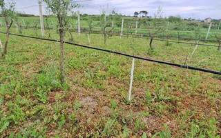 Teren intravilan cu PLANTATIE DE GOJII de vanzare in Racari - Poză 15