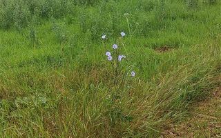 Teren pentru P+2 Alba-Micesti 3636 mp - Poză 3