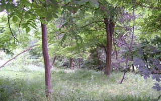 Teren de vanzare Cornu 3074 mp - Poză 5