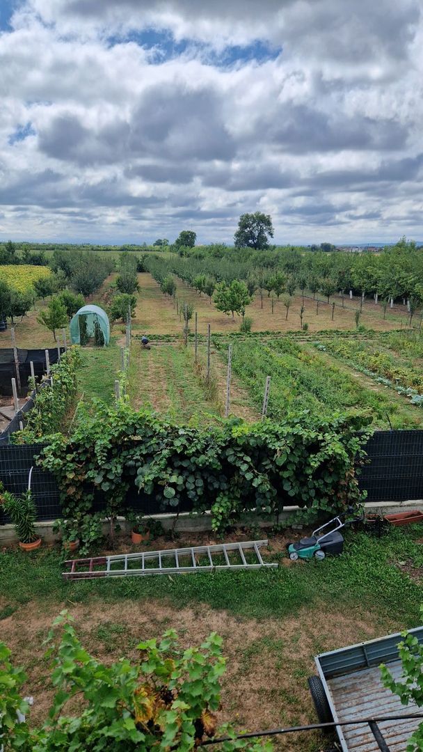 Vand casă  350 mp cu teren 55 arii in localitatea Iojib - Poză 4