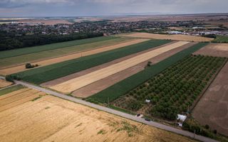 Livadă de nuci altoită și ecologică 2.5ha - Poză 3