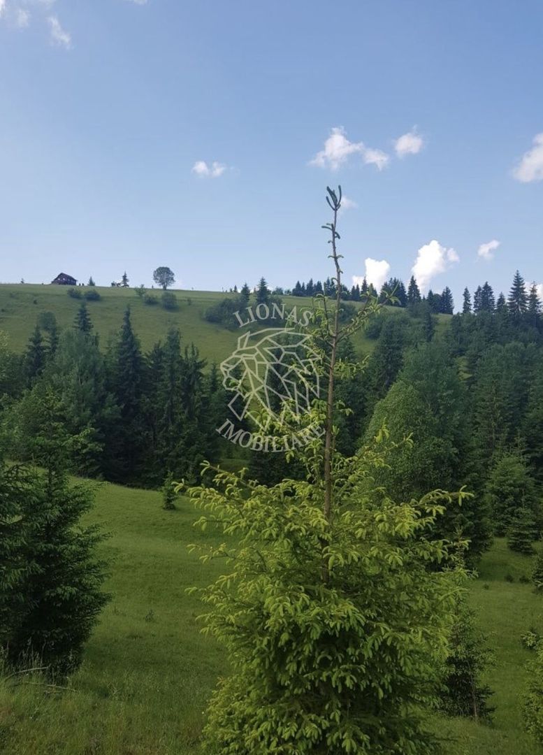 Teren 2,3ha si Padure 1ha-zona deosebita-Pasul Tihuta-EXCLUSIV - Poză 3